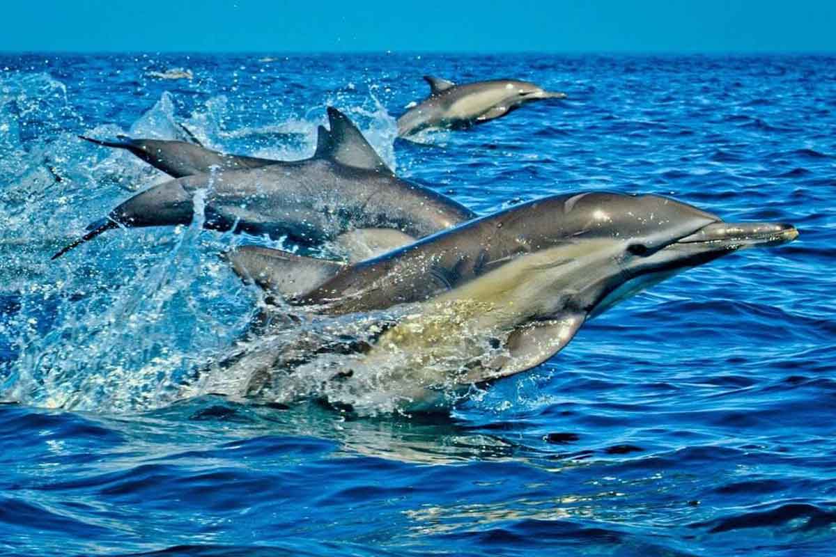 Kisite Mpunguti Marine Park and Wasini Village