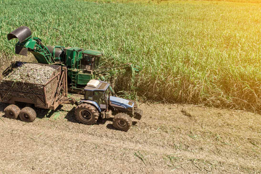 Mechanized Cane Harvesting