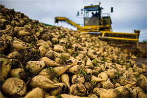 Sugar Beets